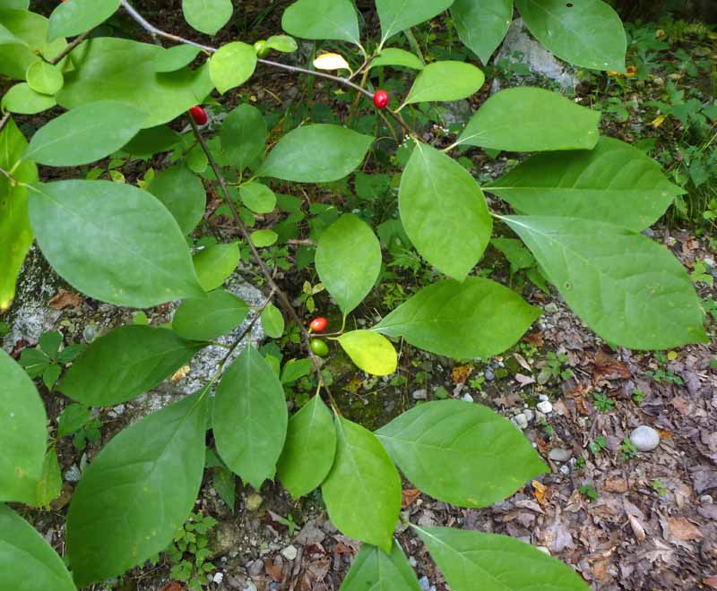 Lindera benzoin - Spicebush - Fruit & Leaves